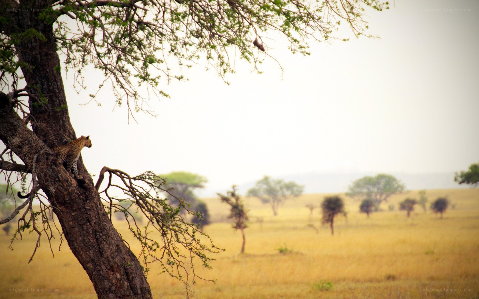 Leopard in a tree on the savanna