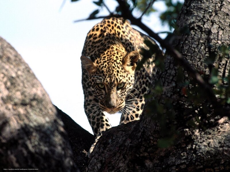 Leopard in a tree