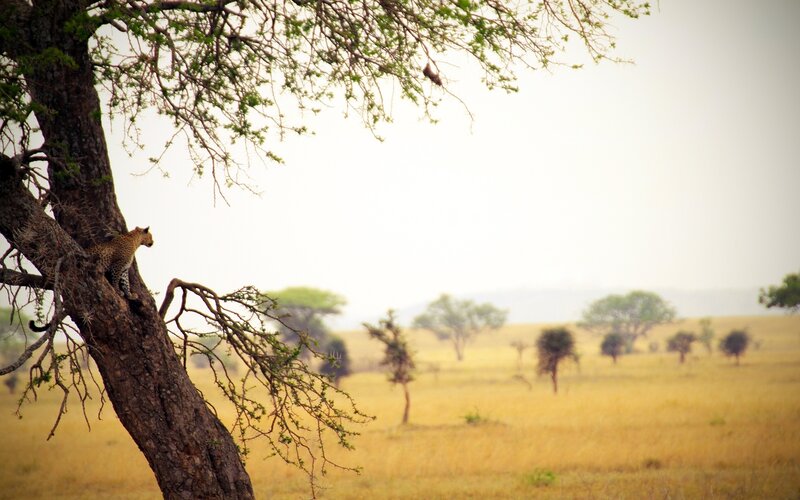 Leopard in a Tree — Yellow