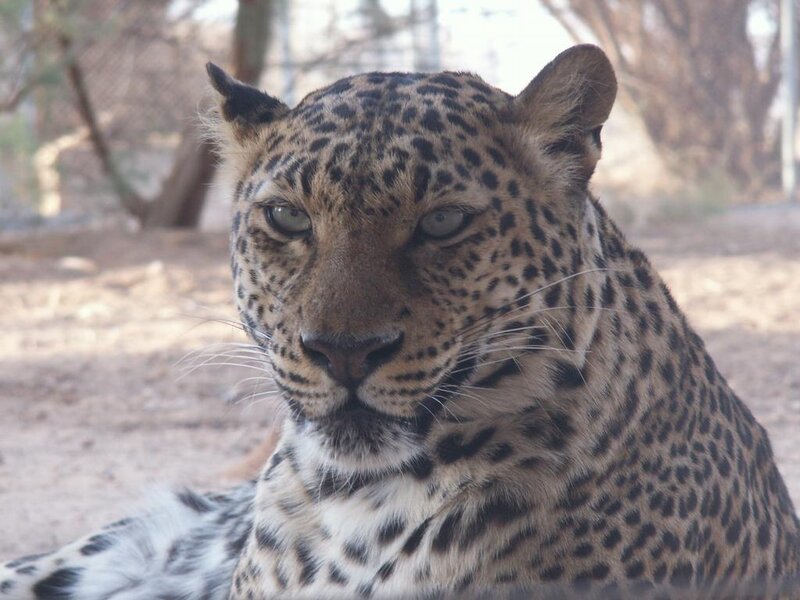 Leopard in a zoo enclosure