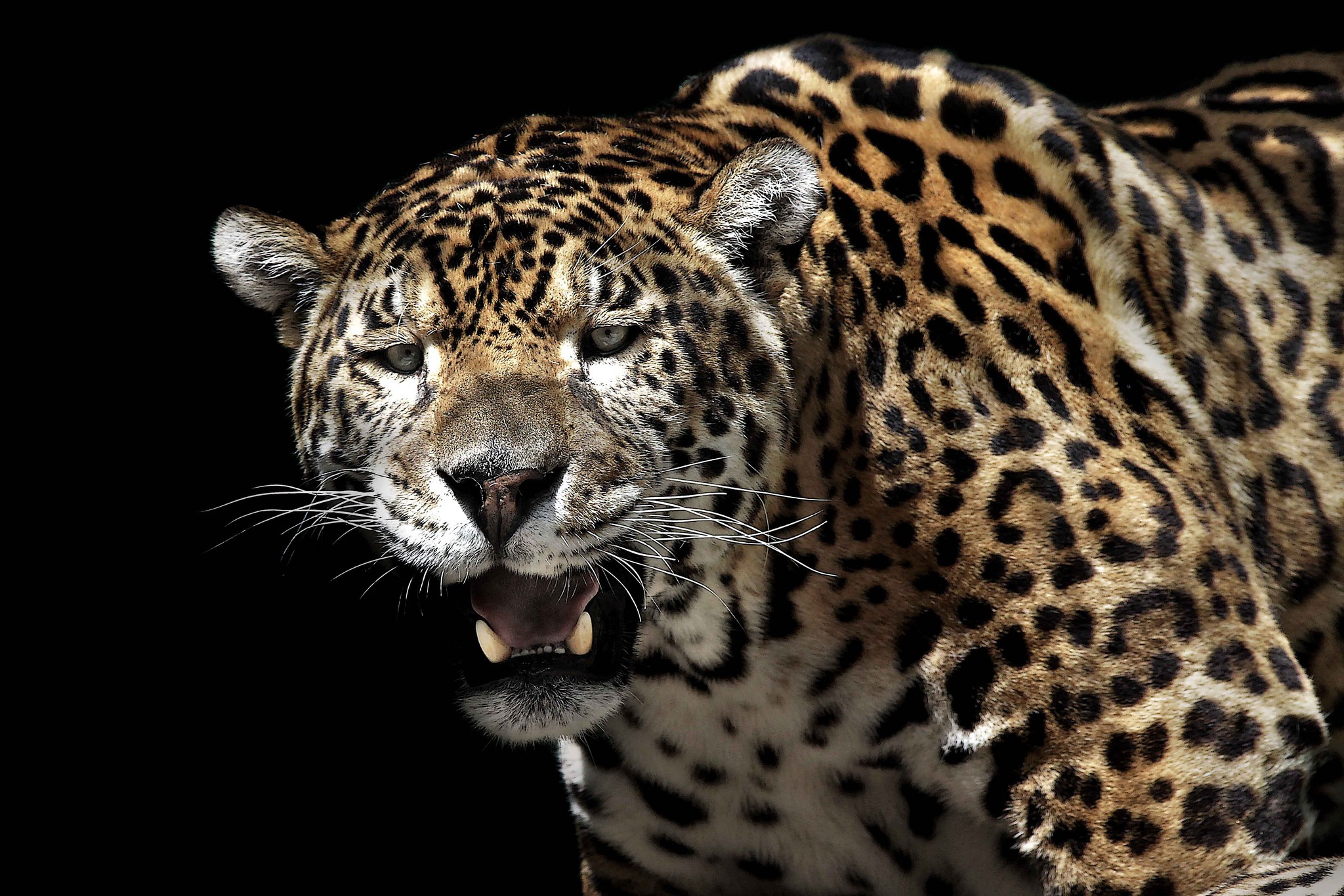 leopard in aggressive pose