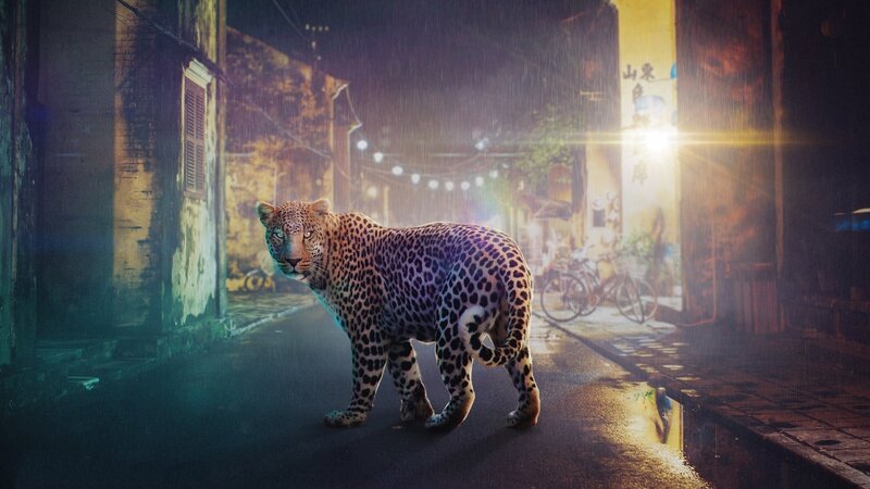 Leopard in Alley — Black, Dramatic
