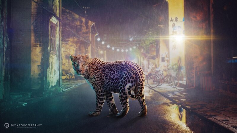 Leopard in Alley — Black