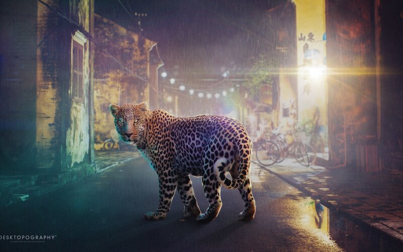 Leopard in Alley