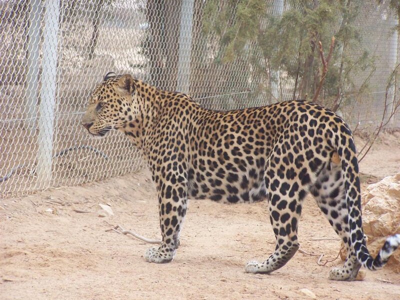 Leopard in an enclosure