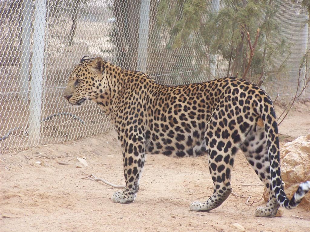 Leopard in an enclosure