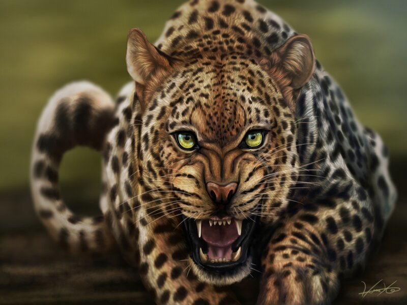 Leopard in Attack Pose