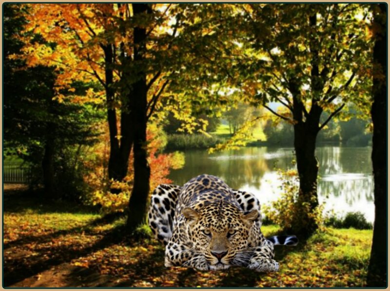 Leopard in Autumn Forest