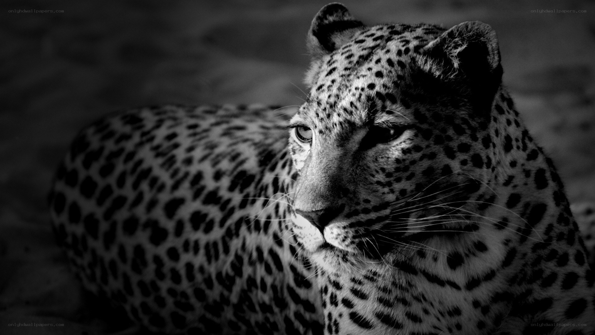 Leopard in black and white