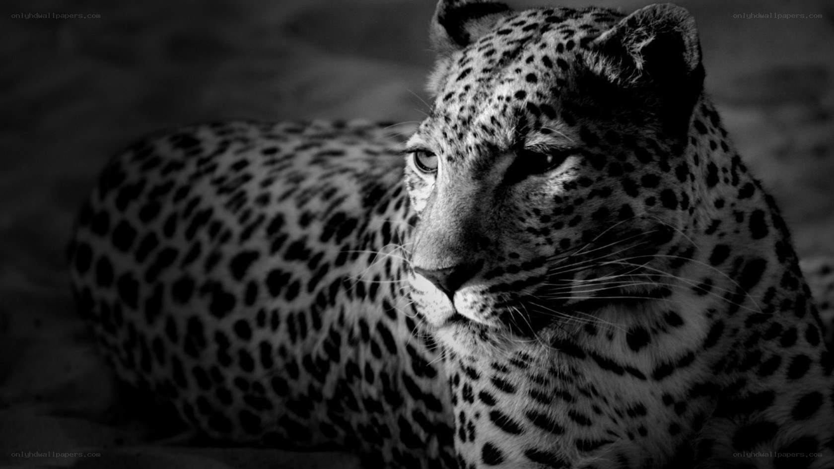 leopard in black and white