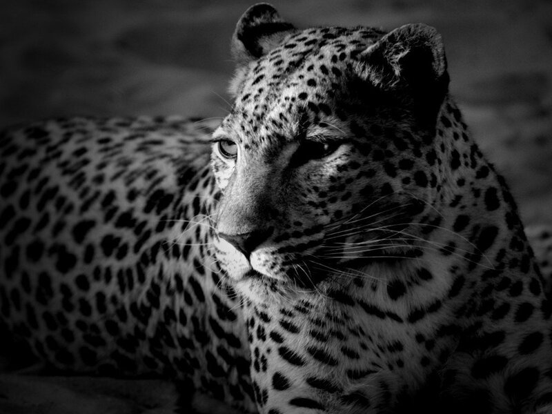 Leopard in black and white