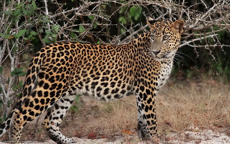 Leopard in Bush — Brown