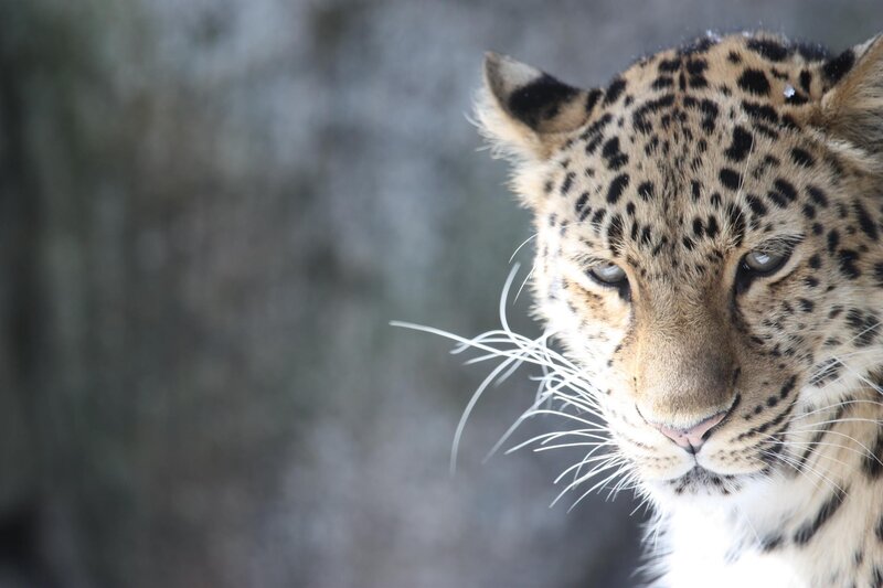 Leopard in close-up