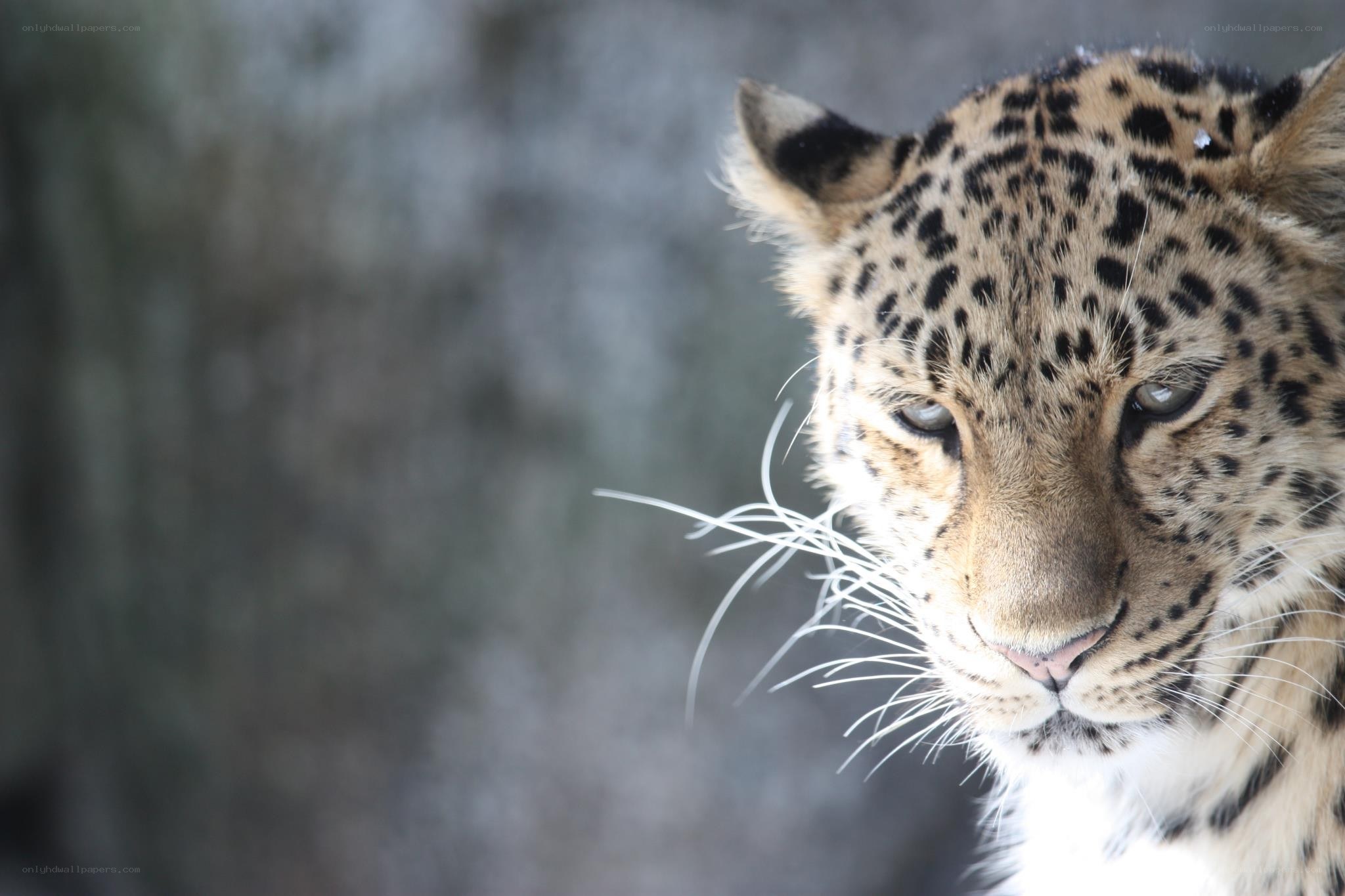 Leopard in close-up