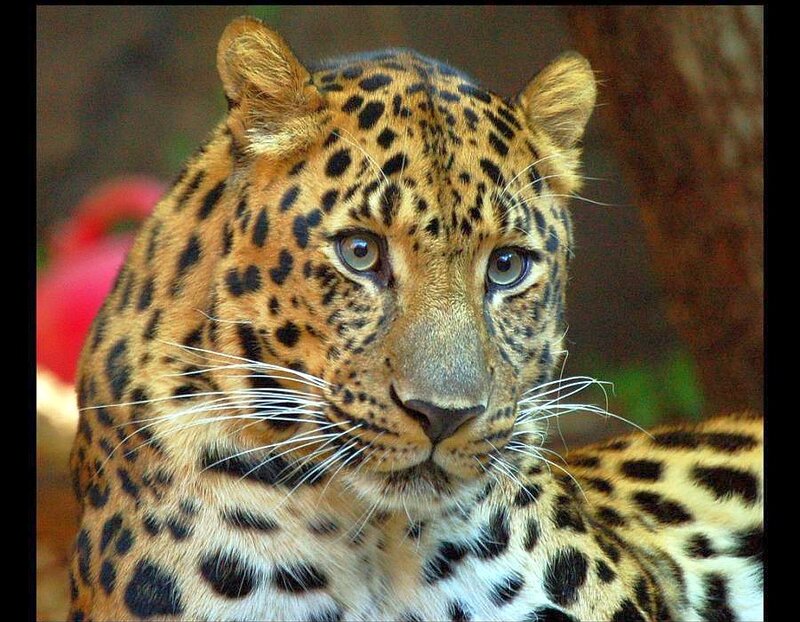 Leopard in Close-up — Brown, Alert, Photograph