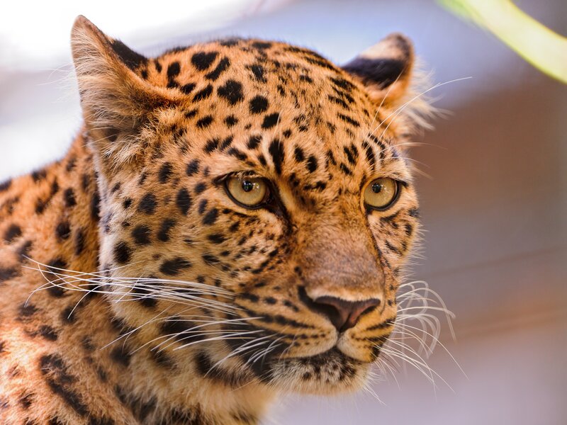 Leopard in Close-up — Brown, Alert
