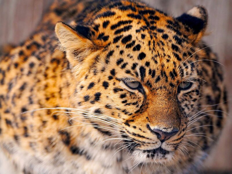 Leopard in Close-up — Brown, Calm, Photograph, Fur