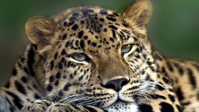 Leopard in Close-up — Brown, Calm, Photograph, Green Background
