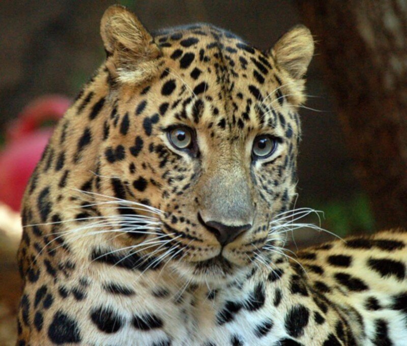 Leopard in Close-up — Brown, Calm, Photograph