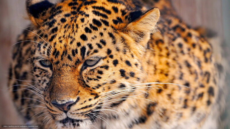 Leopard in Close-up — Brown, Calm, Photograph, Whiskers, Spots