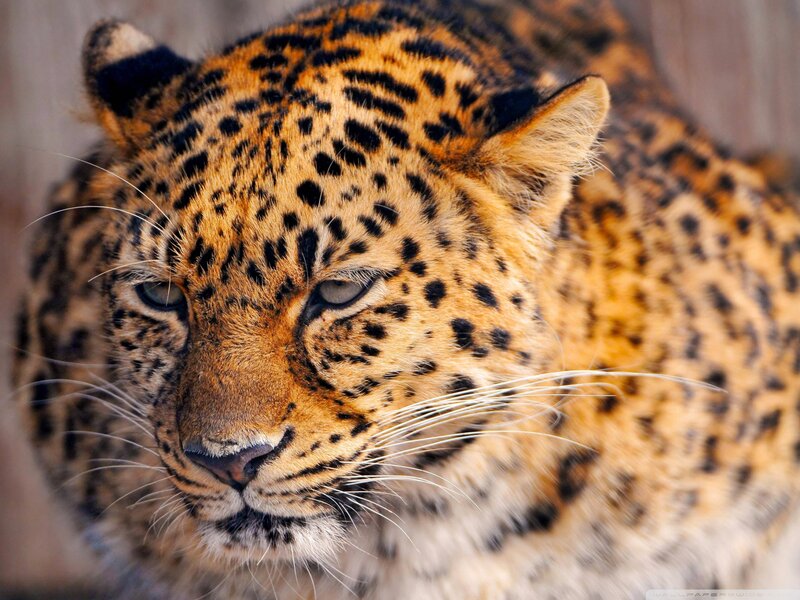 Leopard in Close-up — Brown, Calm, Photograph, Whiskers