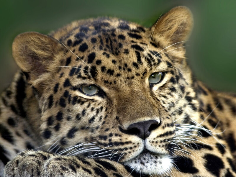 Leopard in Close-up — Brown, Calm