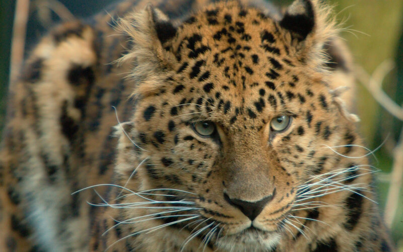 Leopard in Close-up — Brown, Intense, Photograph, Eyes
