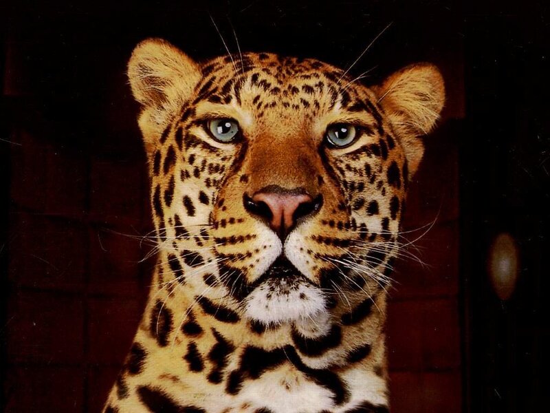 Leopard in Close-up — Brown, Intense, Photograph, Eyes, Whiskers, Spots, Black, White