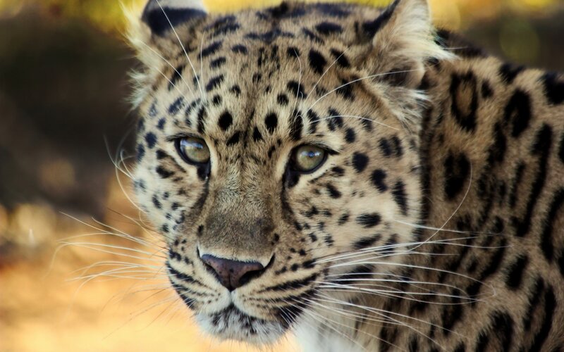 Leopard in Close-up — Brown, Intense, Photograph, Eyes, Whiskers, Spots
