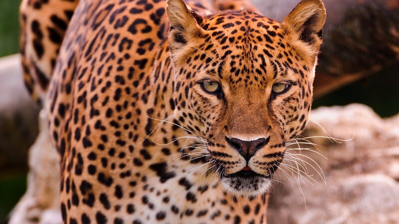 Leopard in Close-up — Brown, Intense, Photograph, Rocks, Black