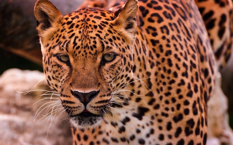 Leopard in Close-up — Brown, Intense, Photograph, Rocks