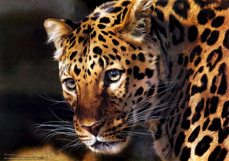 Leopard in Close-up — Brown, Intense, Photograph, Spots