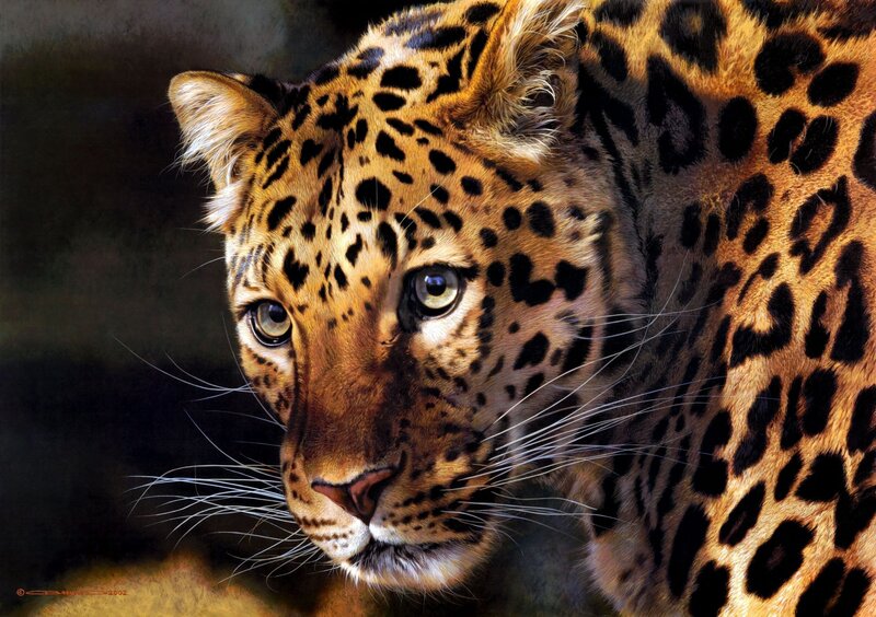 Leopard in Close-up — Brown, Intense, Photograph, Spots, Whiskers, Eyes, Black