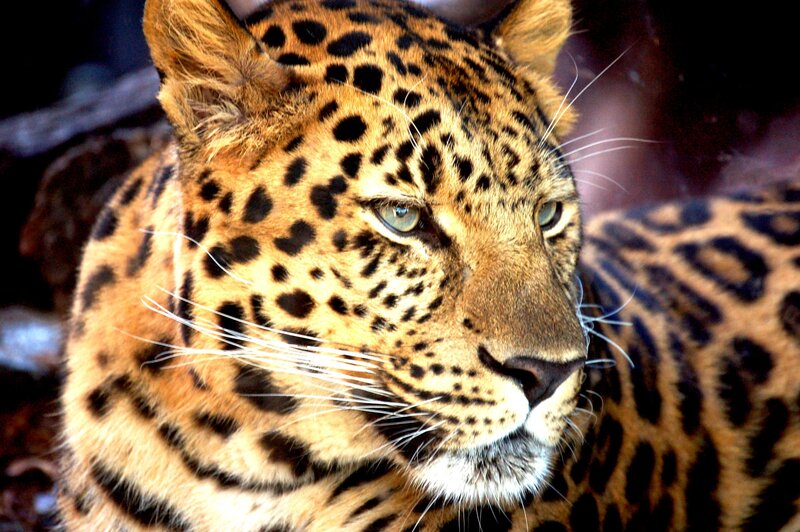 Leopard in Close-up — Brown, Intense, Photograph, Spots, Whiskers, Eyes