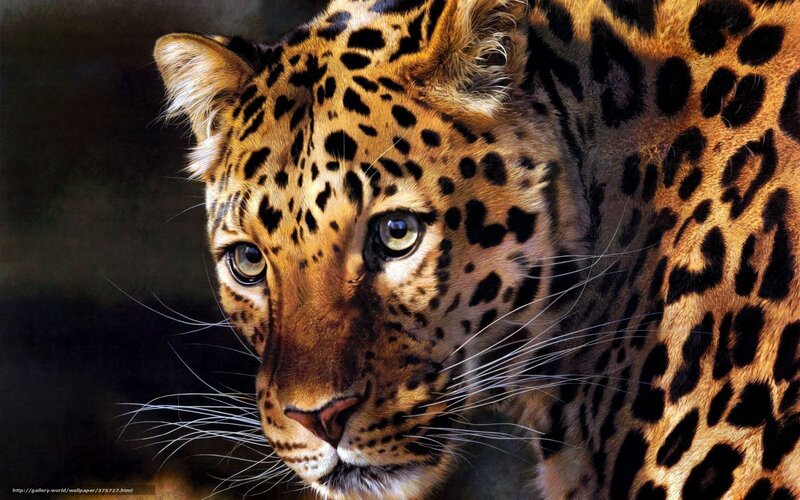 Leopard in Close-up — Brown, Intense, Photograph, Spots, Whiskers