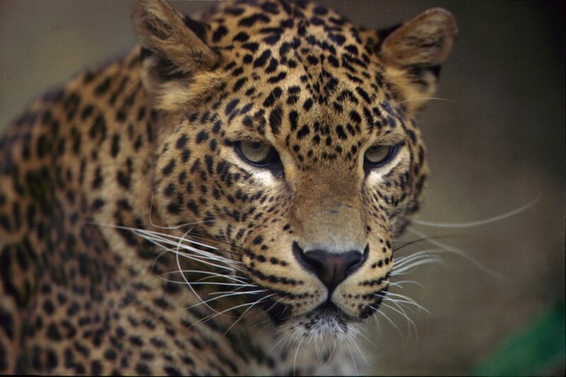 Leopard in Close-up — Brown, Intense, Photograph