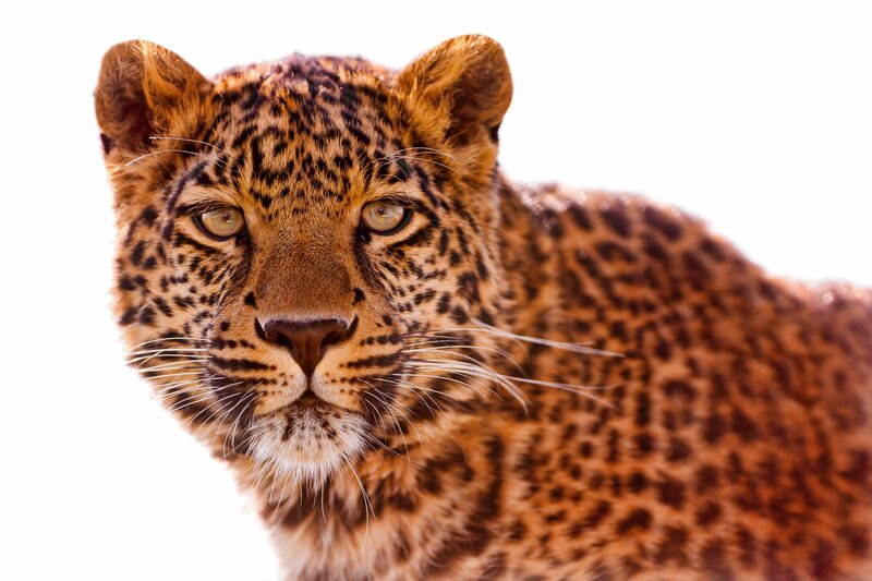 Leopard in Close-up — Brown, Intense, Photograph, Whiskers, Eyes, Spots, Black, White