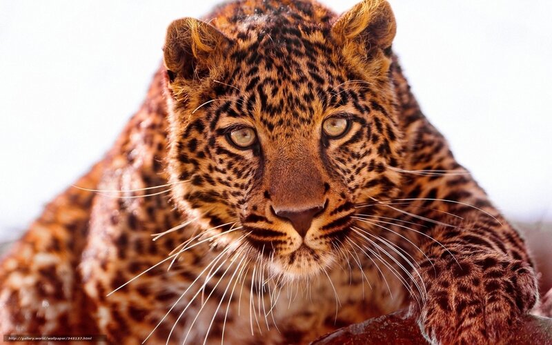 Leopard in Close-up — Brown, Intense, Photograph, Whiskers, Eyes, Spots