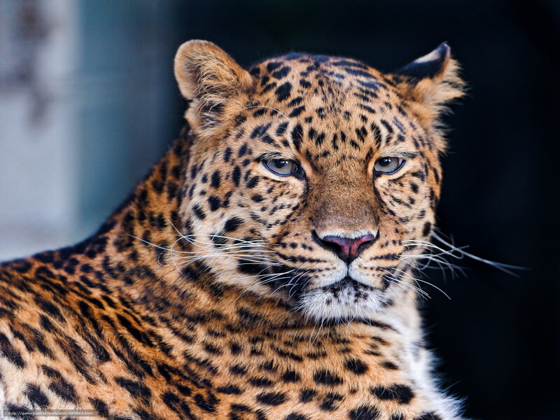 Leopard in Close-up — Brown, Intense, Photograph, Whiskers, Spots