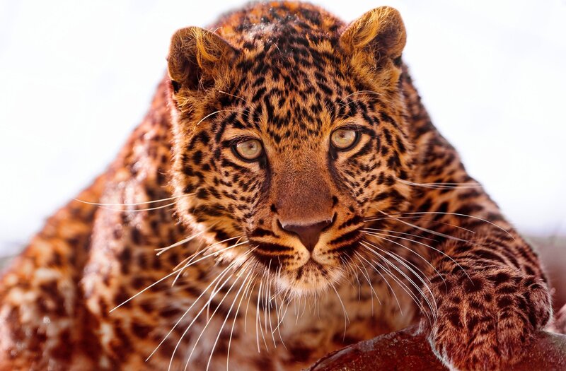 Leopard in Close-up — Brown, Intense, Photograph, Whiskers