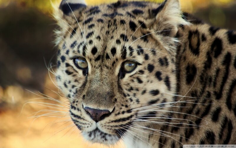 Leopard in Close-up — Brown, Intense