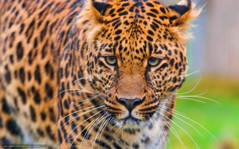 Leopard in Close-up — Orange, Intense, Photograph