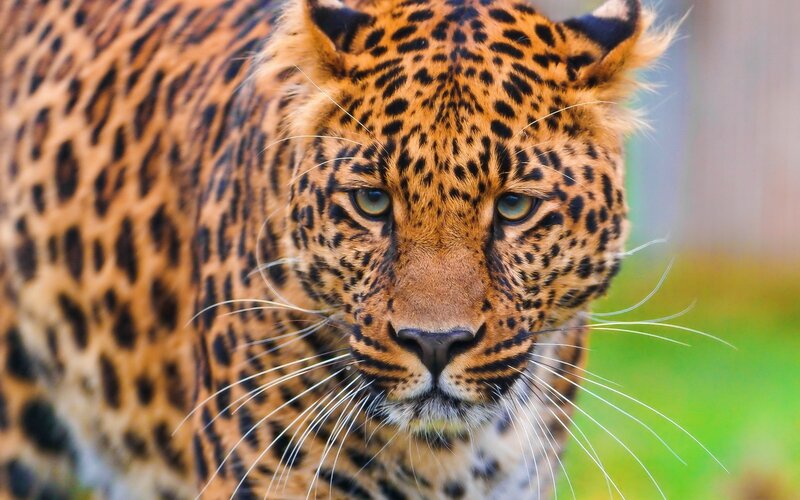 Leopard in Close-up — Orange, Intense