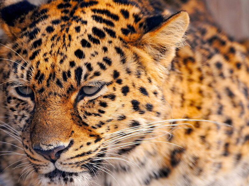 Leopard in Close-up — Orange