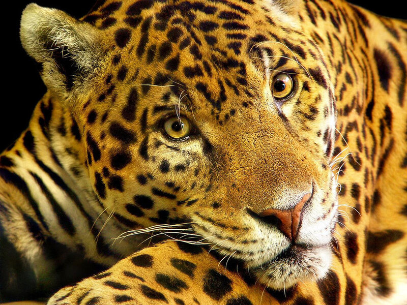 Leopard in Close-up — Yellow, Intense