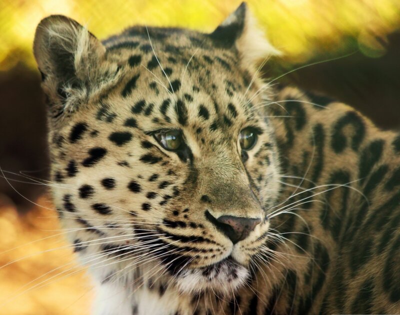 Leopard in Close-up — Yellow
