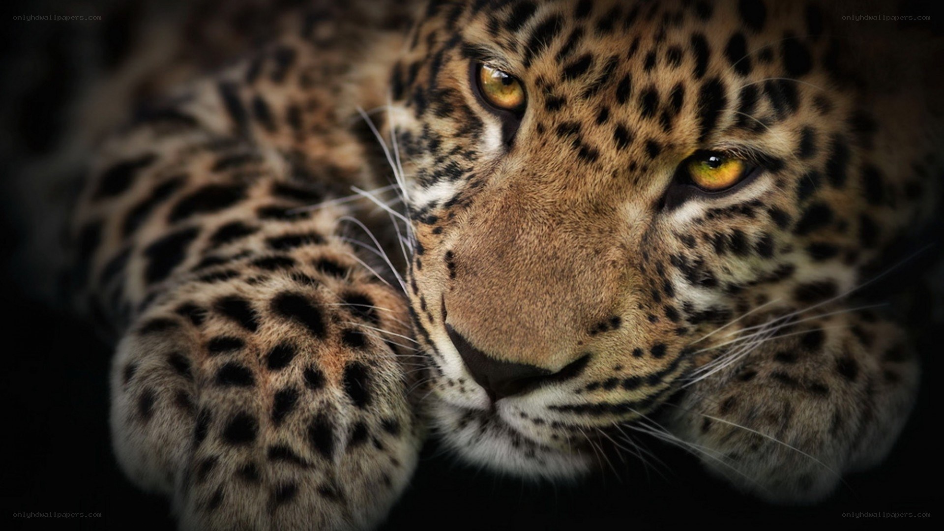 Leopard in close-up