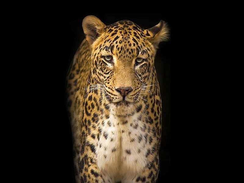 Leopard in Dark Background