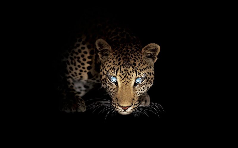 Leopard in Dark — Black, Dramatic, Night