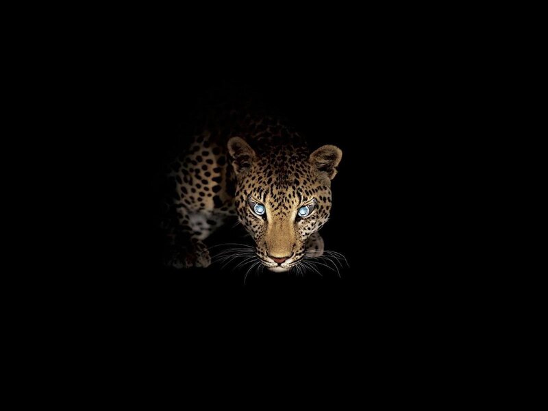 Leopard in Dark — Black
